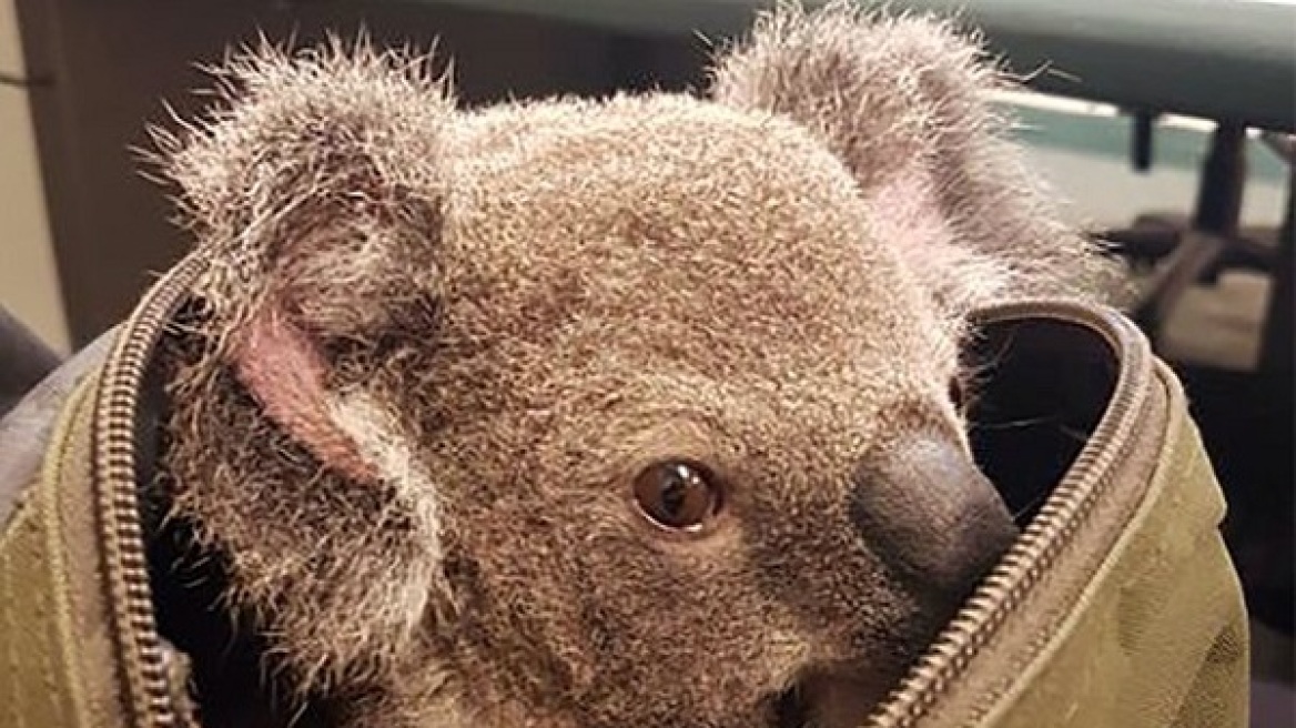Αυστραλία: Την σταμάτησαν για έλεγχο και βρήκαν ένα… κοάλα στο σακίδιό της 